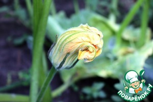 Цветы кабачков, фаршированные фаршем и сыром Цветы кабачков, фаршированные фаршем и сыром