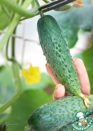 Салат с нектаринами, абрикосами и творожным сыром Салат с нектаринами, абрикосами и творожным сыром