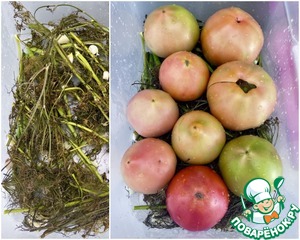 Солёные помидоры Солёные помидоры