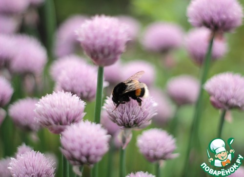 Мясо молодого барашка с нутом